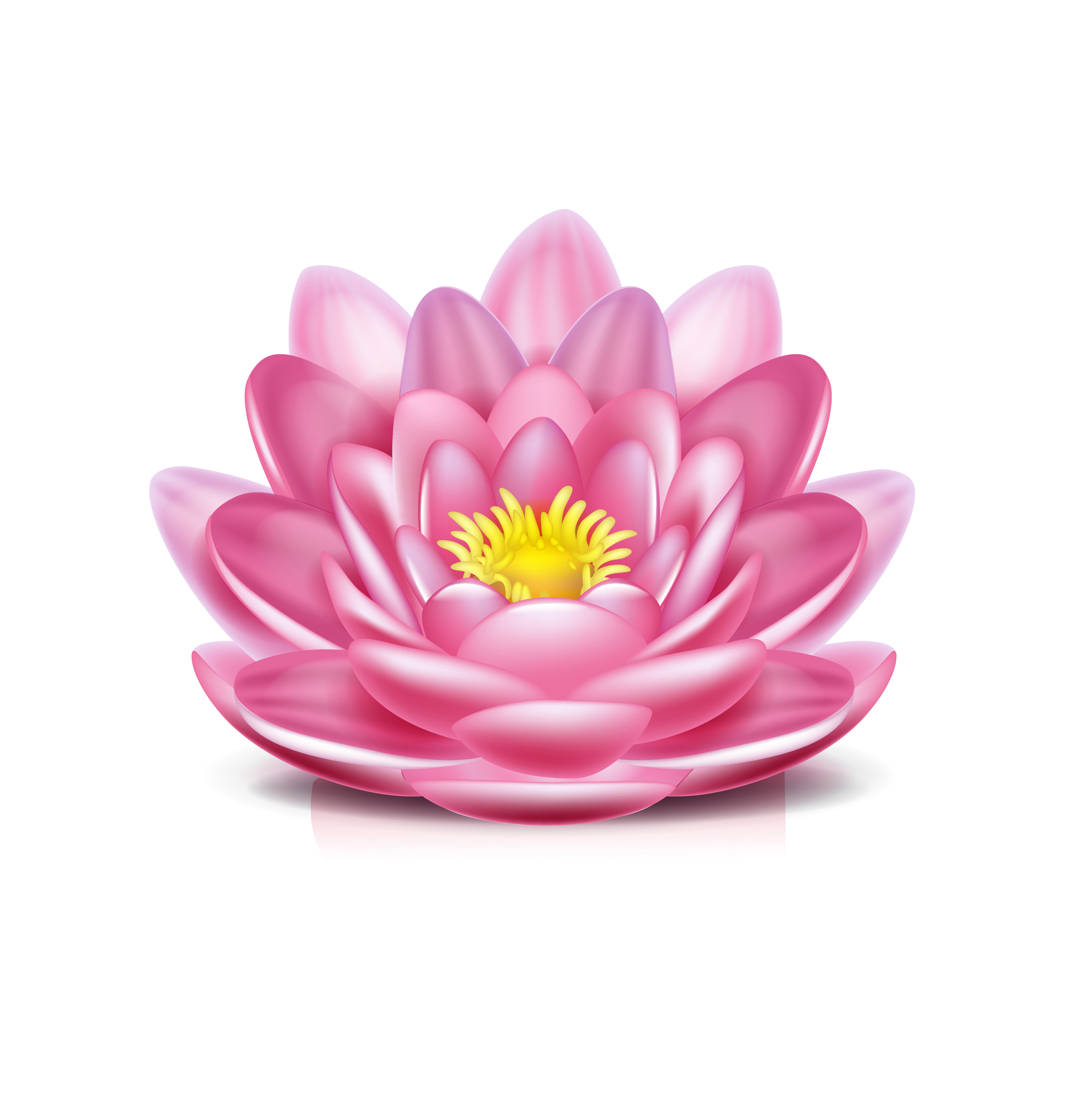 Lotus Flower Isolated On White - Lotus Flower, Transparent background PNG HD thumbnail