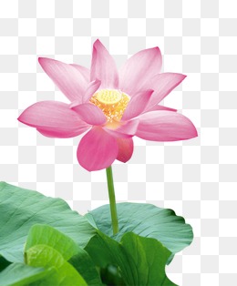 PNG Lotus Flower-PlusPNG plus