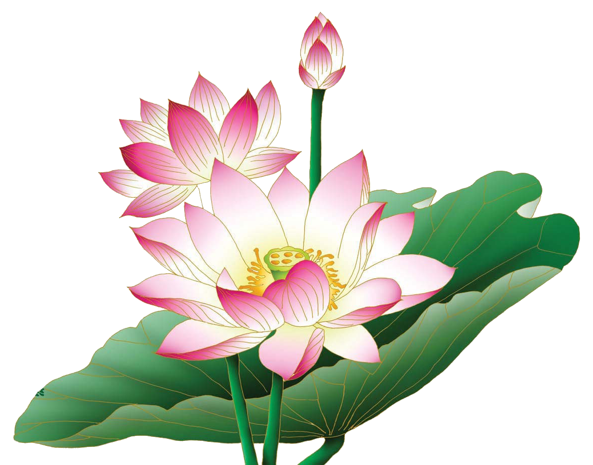 Lotus Png   Google Search   Png Lotus Flower - Lotus Flower, Transparent background PNG HD thumbnail