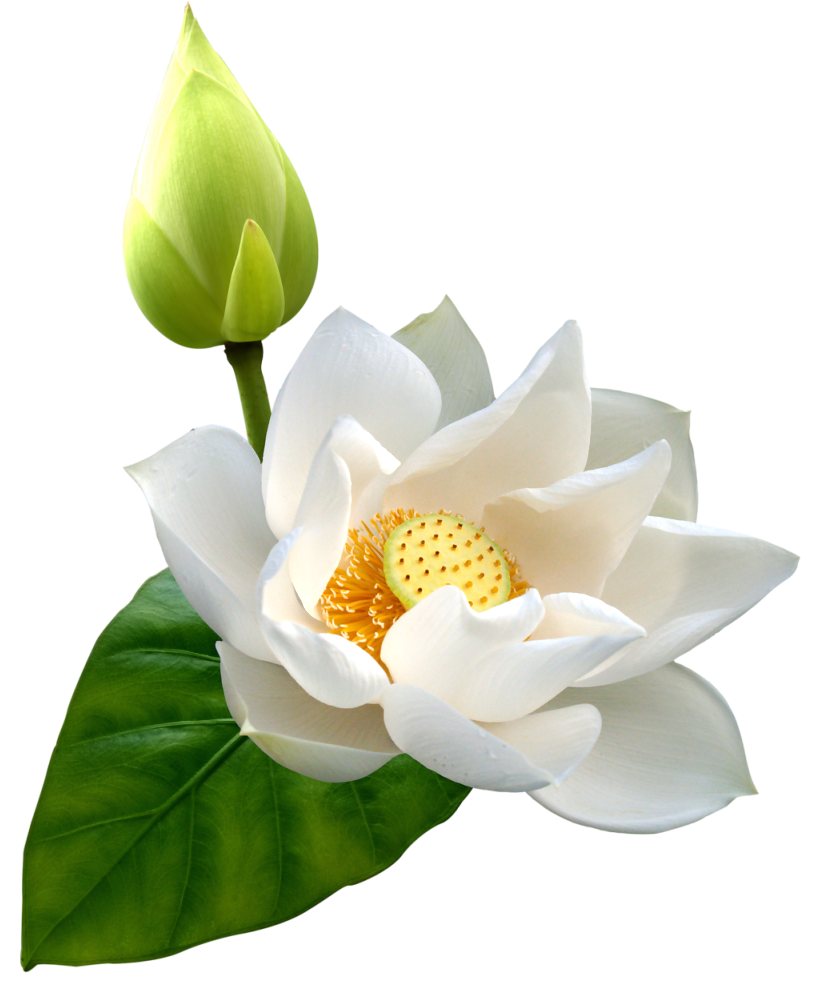 Lotus Png Hd - Lotus Flower, Transparent background PNG HD thumbnail