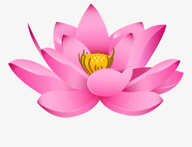 Lotus Topic, Pink Lotus In Full Bloom, Lotus, Flowers Png And Vector - Lotus Flower, Transparent background PNG HD thumbnail