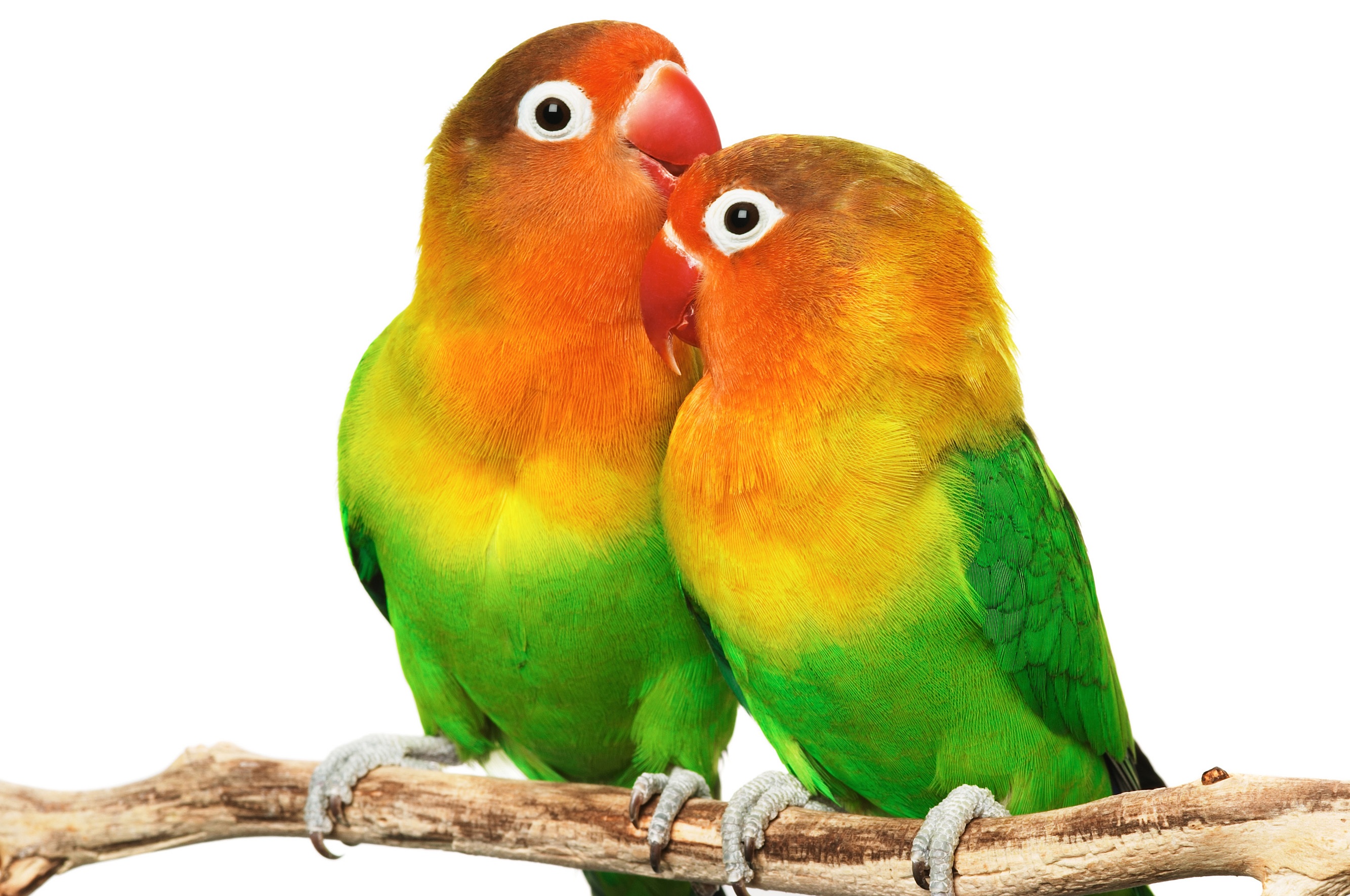 Love, Birds, Animals, Flying,