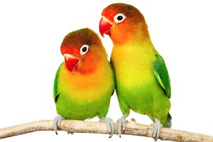 Love Birds - Jessica Singh - 