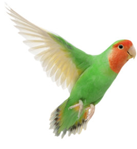 Bird Profiles - Lovebird, Transparent background PNG HD thumbnail