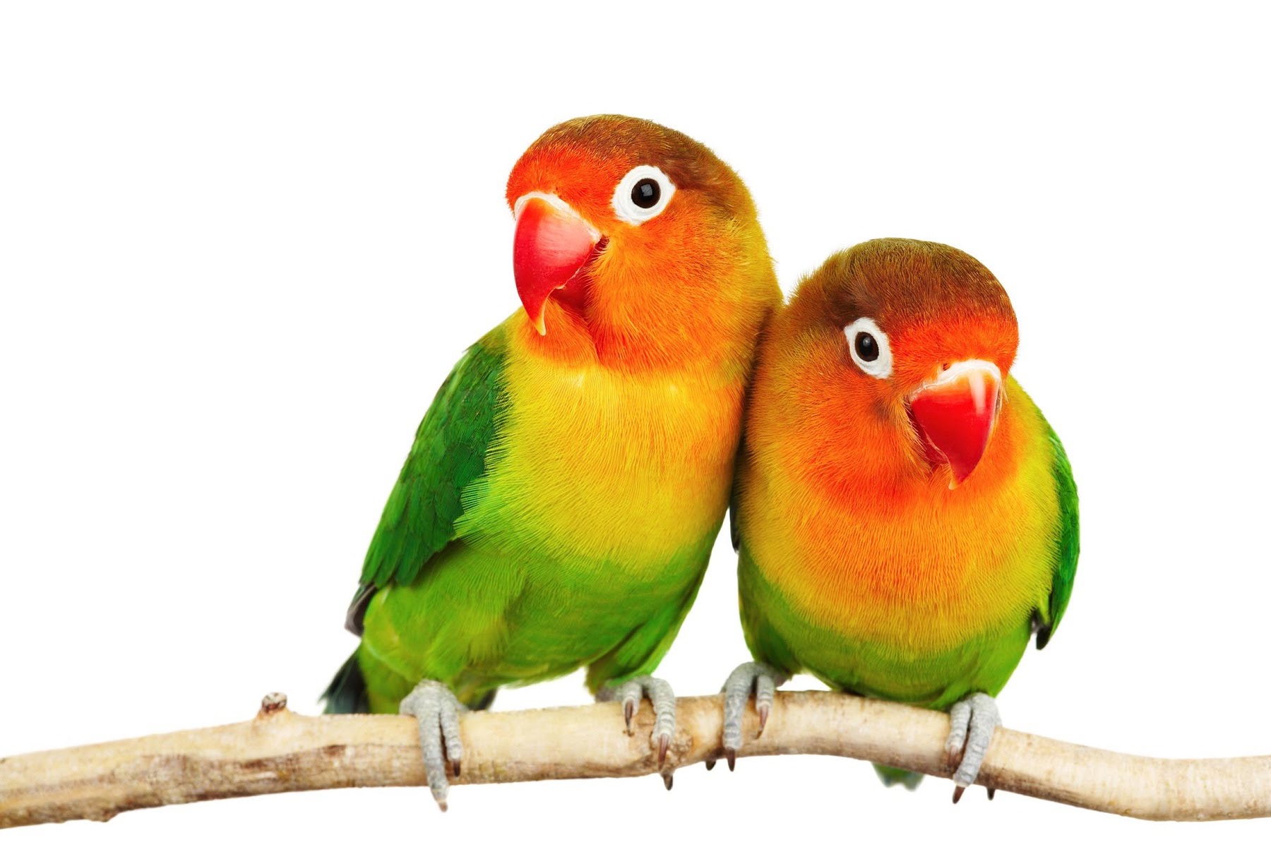 Explore Great Apps, Beautiful Birds And More! - Lovebird, Transparent background PNG HD thumbnail