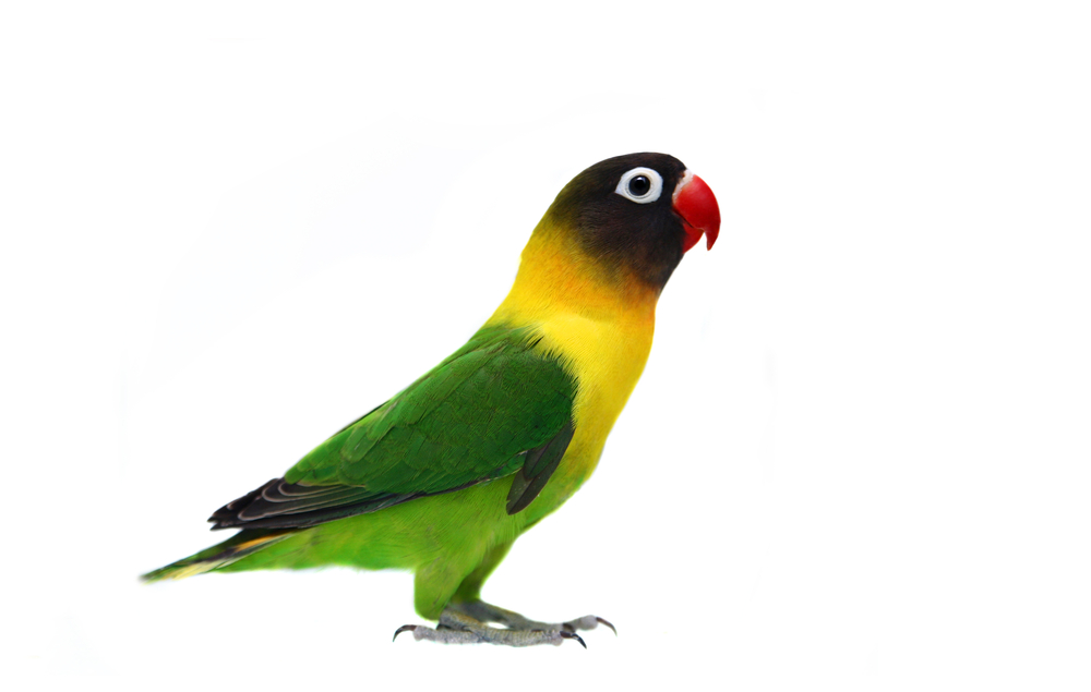 Lovebirds Free PNG Pic 210x14