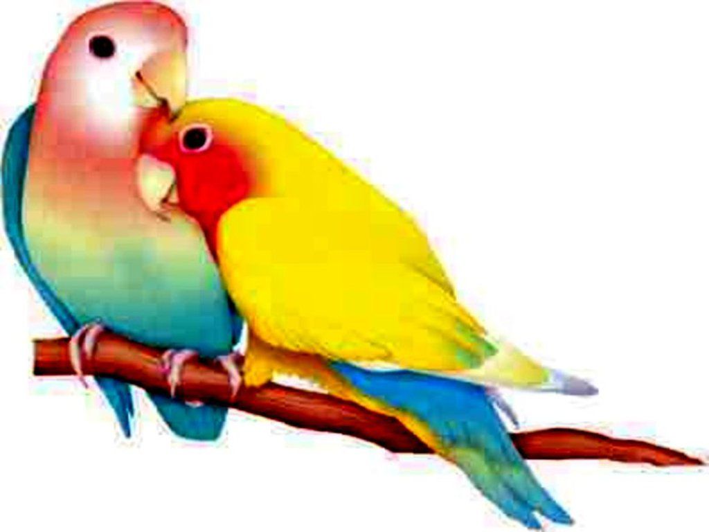 Lovebird Parrot Clip art - Pa