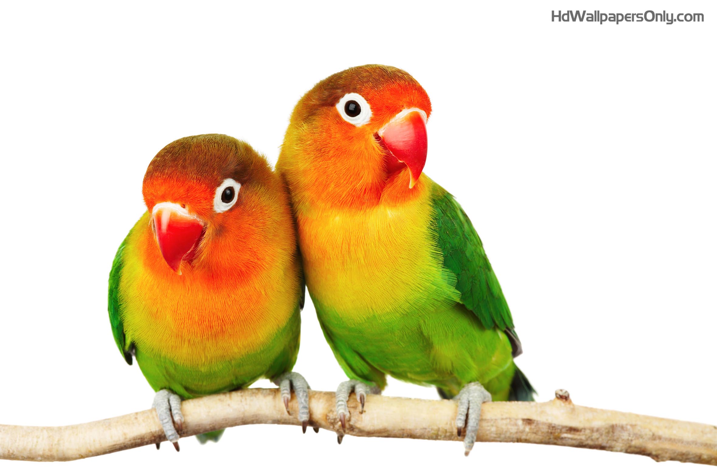 Images Love Birds Hd Wallpapers Lovely - Lovebirds, Transparent background PNG HD thumbnail