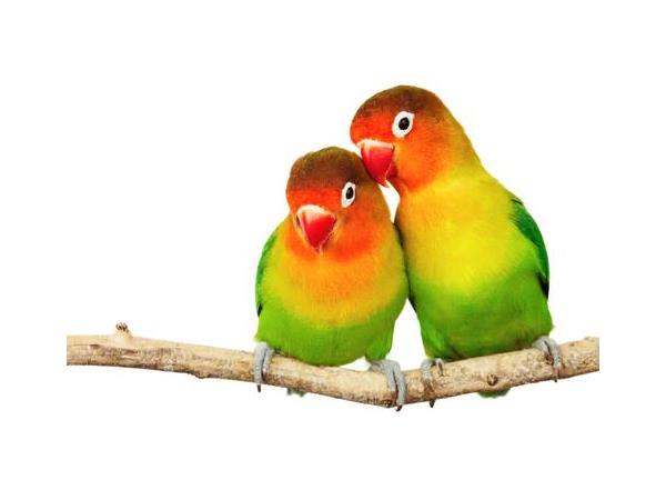 Keeping And Raising Lovebirds - Lovebirds, Transparent background PNG HD thumbnail