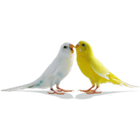 Love Birds Png Pic Png Image - Lovebirds, Transparent background PNG HD thumbnail