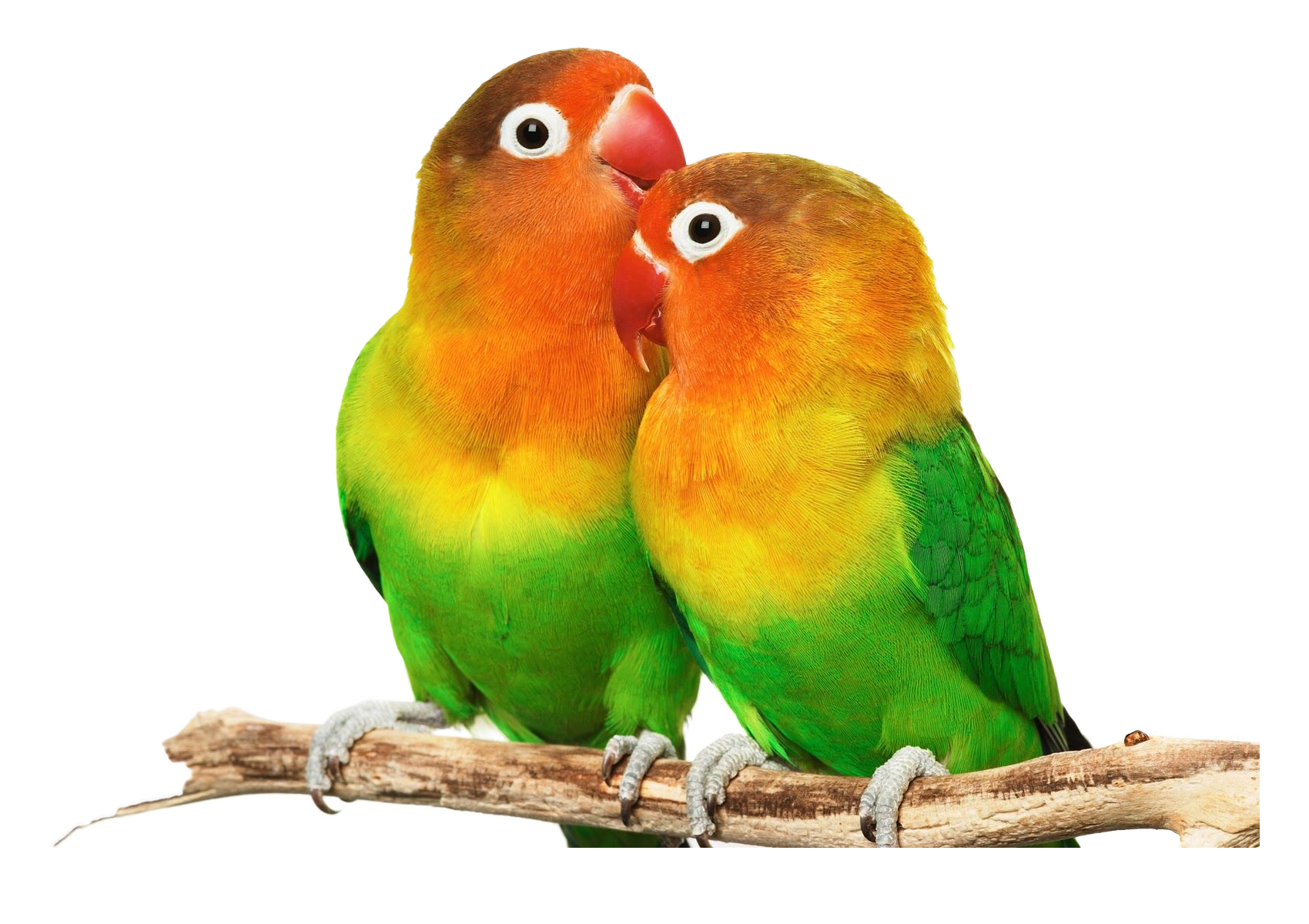Lovebirds Free Png Pic 210X148   Lovebirds Png Transparent Free Images - Lovebirds, Transparent background PNG HD thumbnail
