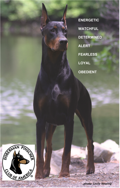Doberman Pinscher   Loyal And Fearless - Loyal Dog, Transparent background PNG HD thumbnail