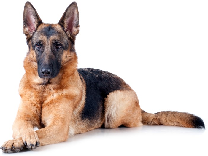German Shepherd Dog (Alsatian Wolf) - Loyal Dog, Transparent background PNG HD thumbnail