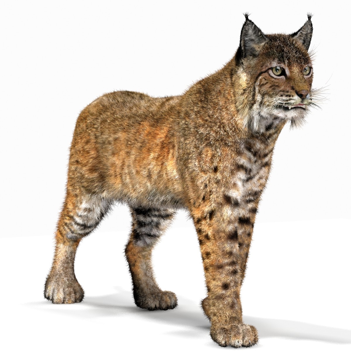 Bobcat (Animated, Fur) (Lynx Rufus)   Lynx Png - Lynx, Transparent background PNG HD thumbnail