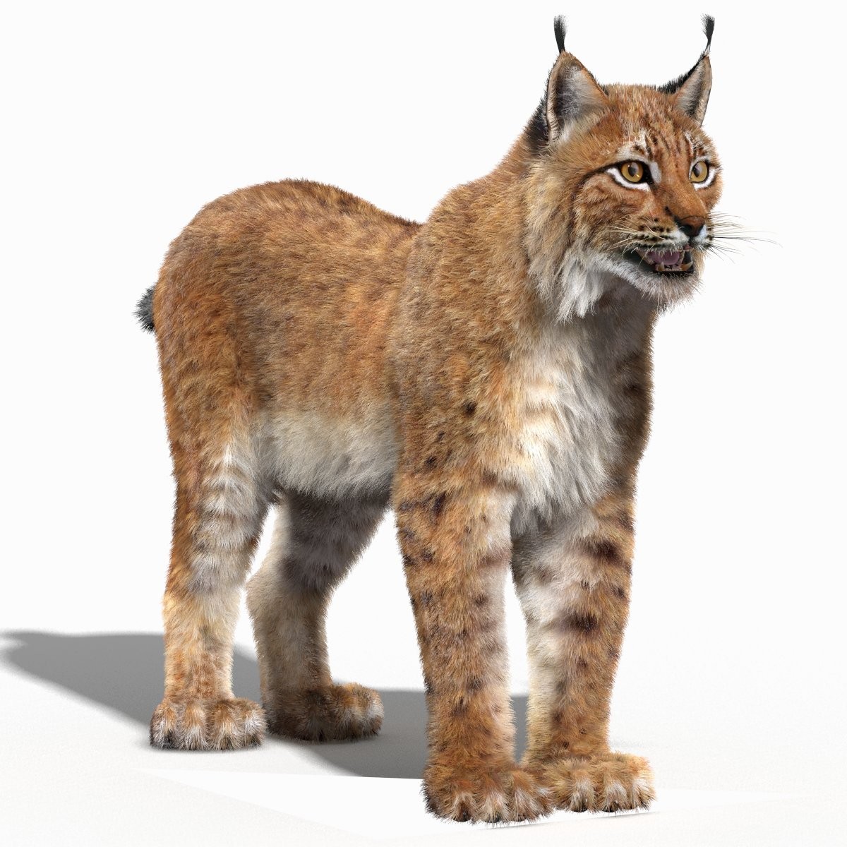Eurasian Lynx Fur 3D Model - Lynx, Transparent background PNG HD thumbnail