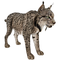 Similar Lynx PNG Image