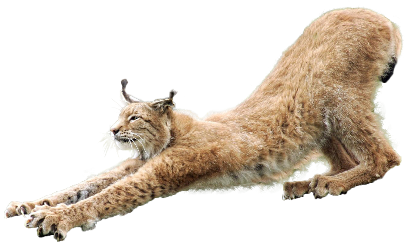 Lynx Png - Lynx, Transparent background PNG HD thumbnail