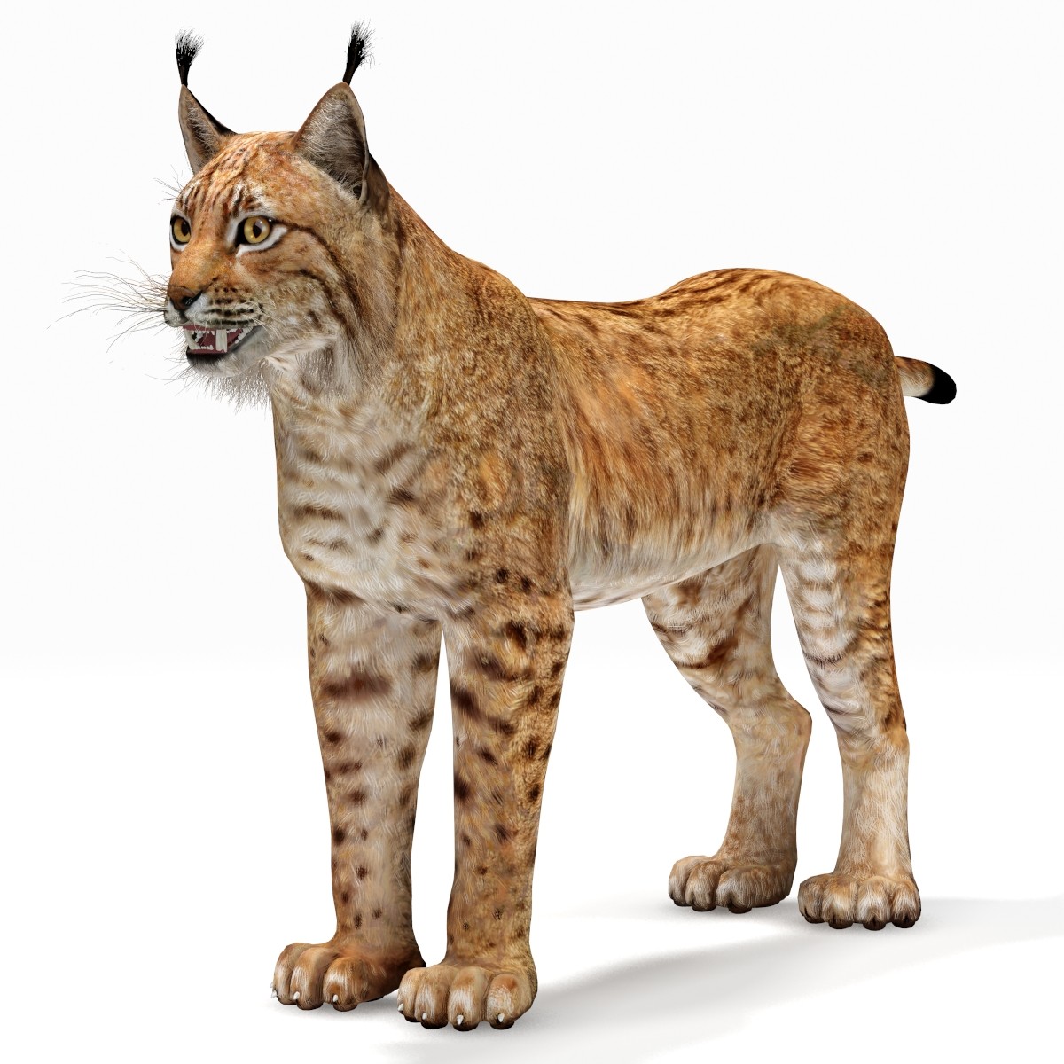 Max Lynx Eurasian - Lynx, Transparent background PNG HD thumbnail
