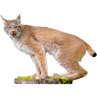 Similar Lynx Png Image - Lynx, Transparent background PNG HD thumbnail