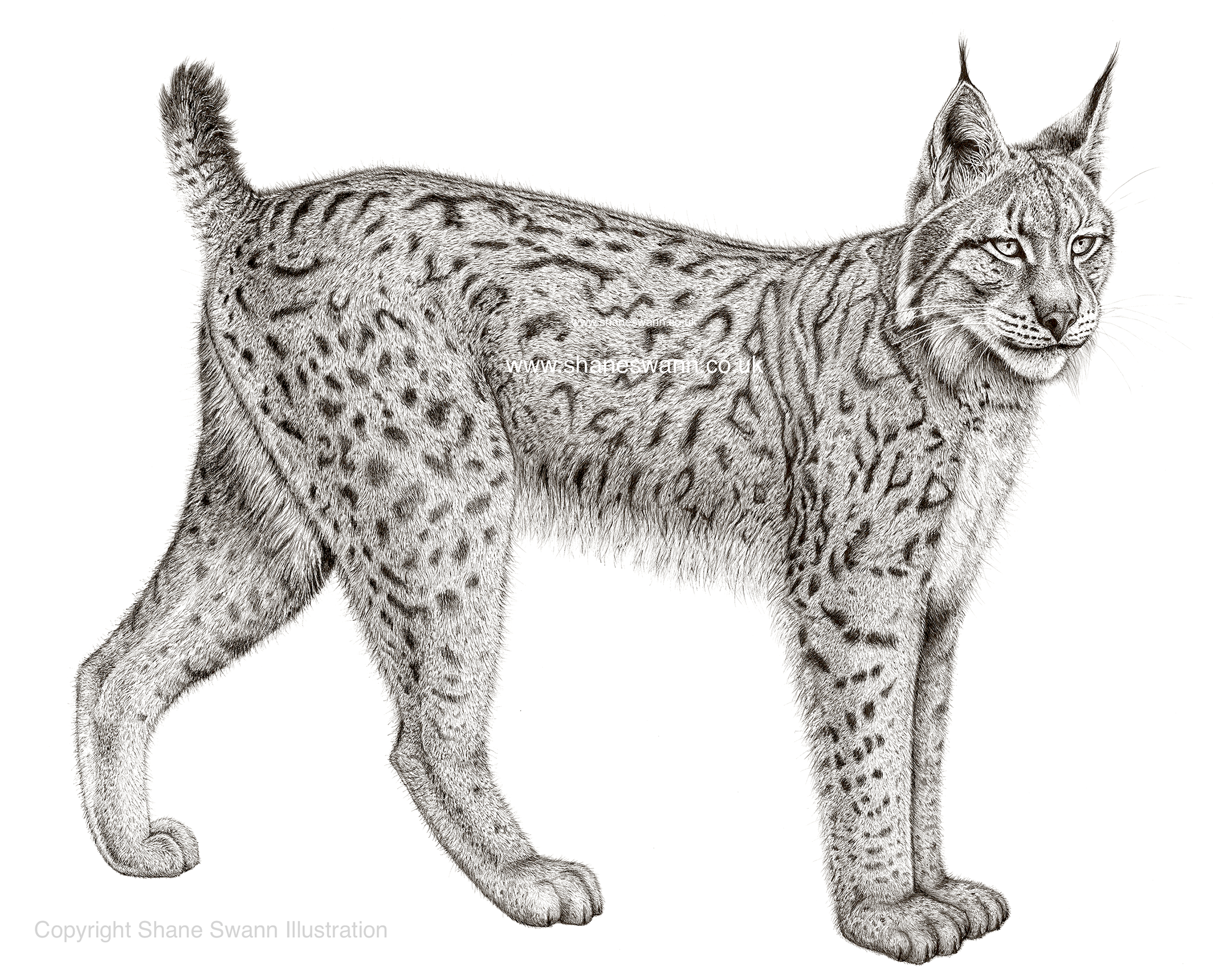 This Drawing Is In Tribute To The British Lynx That Became Extinct In The Uk Due To Over Hunting And The Destruction Of Most Of Its Hdpng.com  - Lynx, Transparent background PNG HD thumbnail