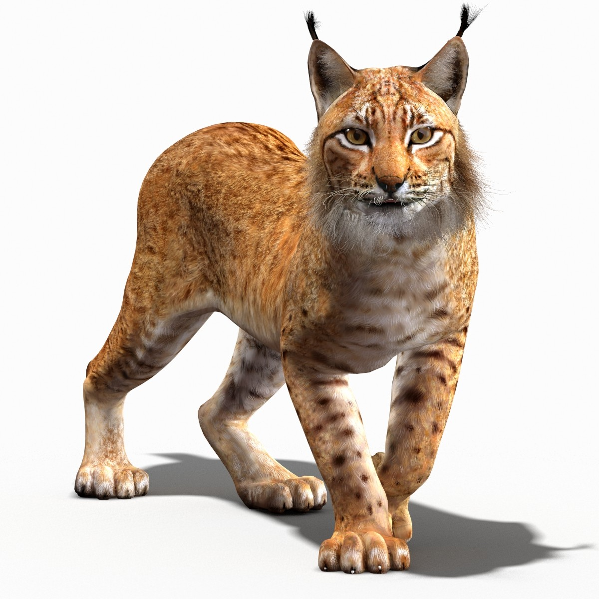 434Ef90.png - Lynx, Transparent background PNG HD thumbnail