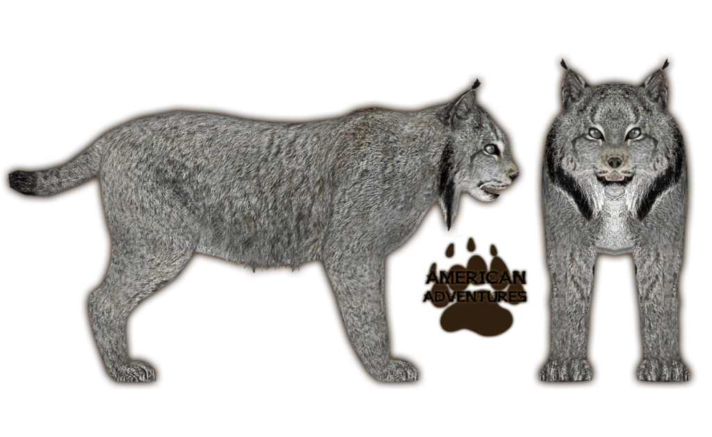 Canadian Lynx.png - Lynx, Transparent background PNG HD thumbnail