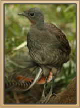 Lyrebird.png - Lyrebird, Transparent background PNG HD thumbnail