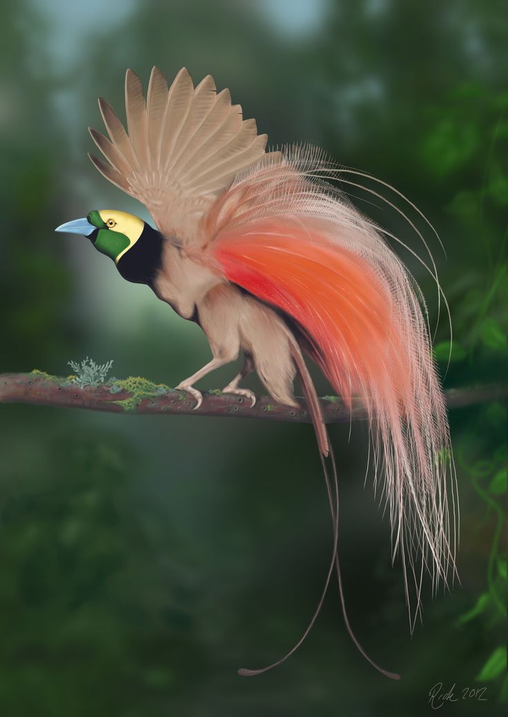 Raggiana Bird Of Paradise   (Paradisaea Raggiana) Is The National Bird Of Papua New Guinea And In 1971 This Species Was Included On The National Flag. - Lyrebird, Transparent background PNG HD thumbnail