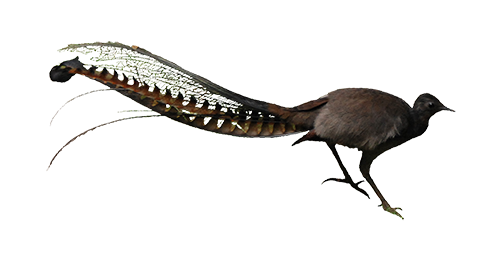 The Forests Of Mountain Ash And Fern Gullies Are Where You Can Listen To The Amazing Repertoire Of The Superb Lyrebird. - Lyrebird, Transparent background PNG HD thumbnail