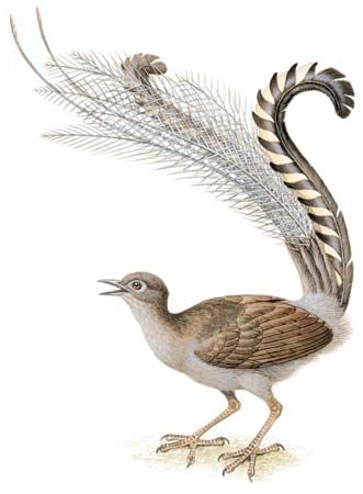 Unbelievably Unique Features Of Birds: Absolutely Fascinating! - Lyrebird, Transparent background PNG HD thumbnail