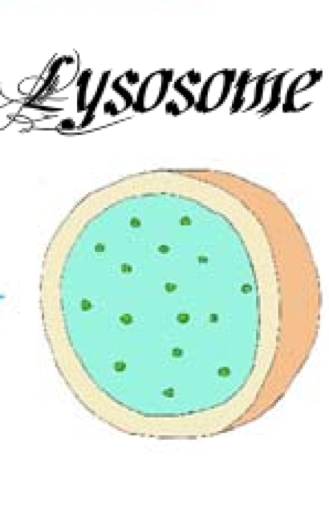 Lysosome Png Hdpng.com 1124 - Lysosome, Transparent background PNG HD thumbnail