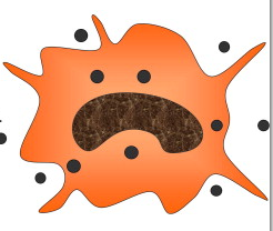 Honestly There Are So Many Organelles In The Cell But My Favourite Has Got To Be The Lysosome! - Lysosome, Transparent background PNG HD thumbnail