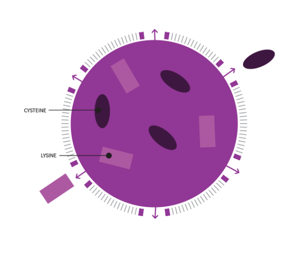 In A Normal Lysosome, Cystine And Lysine Are Produced And Then Transported Away Through The Lysosomal Membrane By Their Own Transporters. - Lysosome, Transparent background PNG HD thumbnail