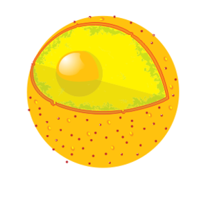 Lysosome Digests Organelles, Food Particles And Viruses. - Lysosome, Transparent background PNG HD thumbnail