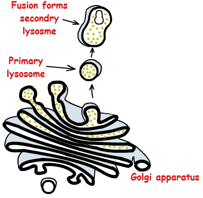 Lysosome Formation - Lysosome, Transparent background PNG HD thumbnail