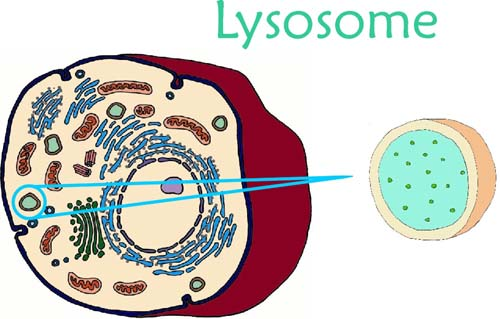 Picture - Lysosome, Transparent background PNG HD thumbnail