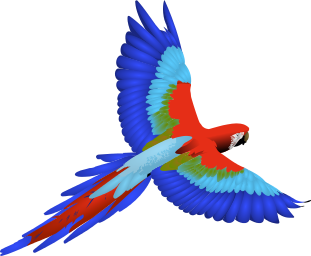 Macaw - Macaw, Transparent background PNG HD thumbnail