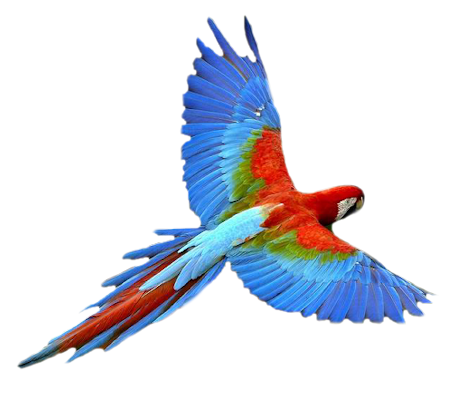 . Hdpng.com Macaw Flying.png Hdpng.com  - Macaw, Transparent background PNG HD thumbnail