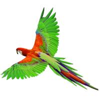 Macaw Png File Png Image - Macaw, Transparent background PNG HD thumbnail