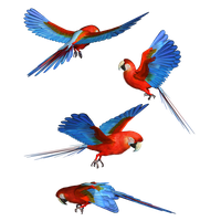 Macaw Png Hd Png Image - Macaw, Transparent background PNG HD thumbnail