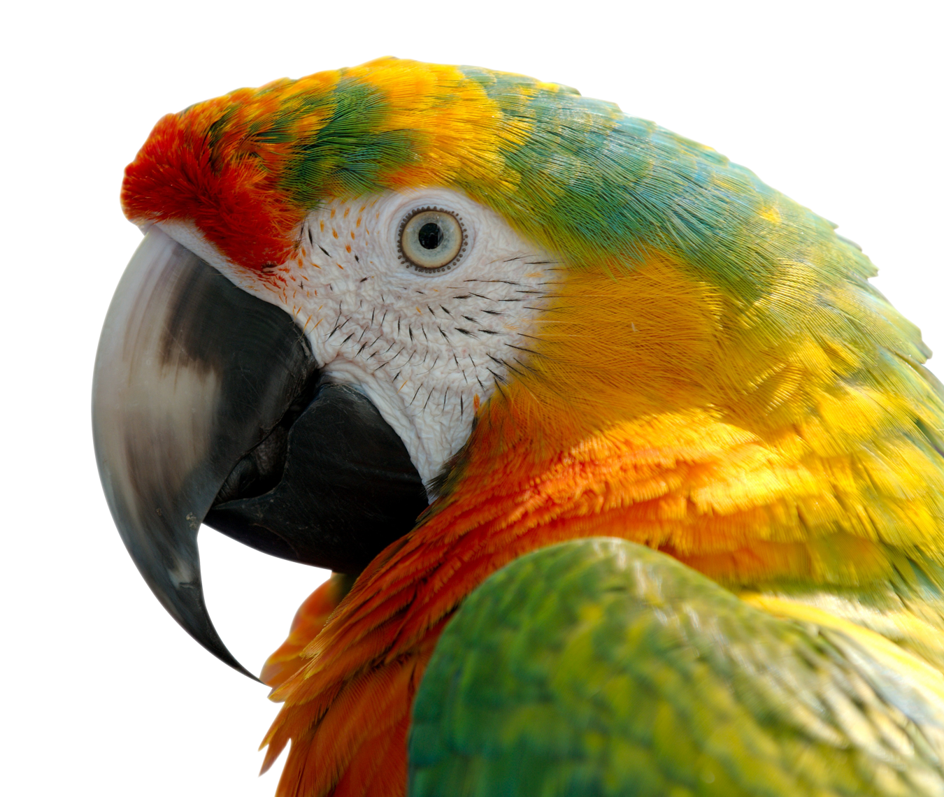 Macaw Png Transparent Image - Macaw, Transparent background PNG HD thumbnail