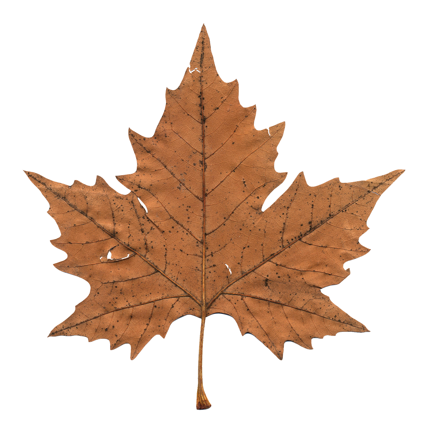 Autumn Maple Leaf PNG Clip Ar