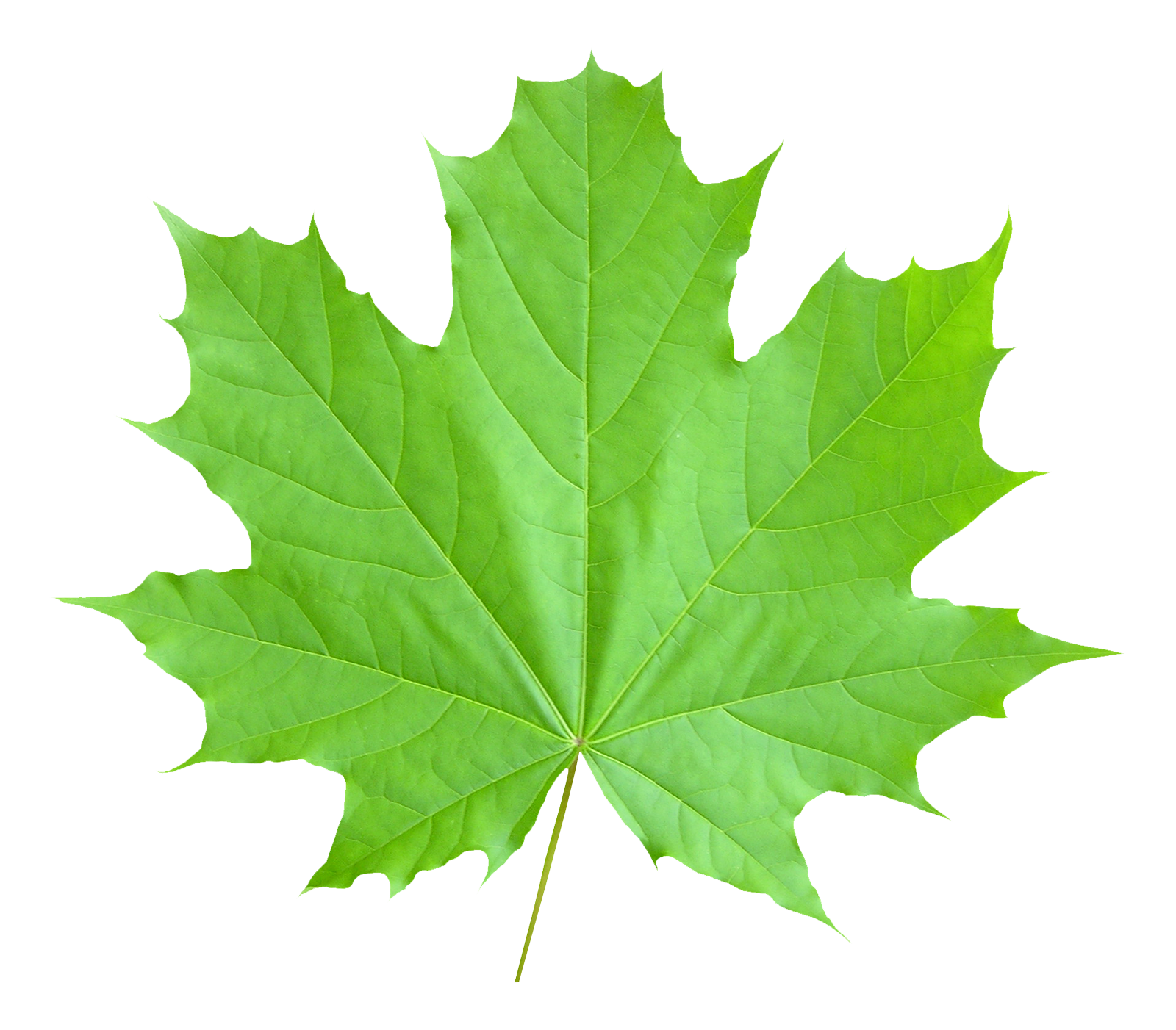 Hdpng - Maple Leaf, Transparent background PNG HD thumbnail