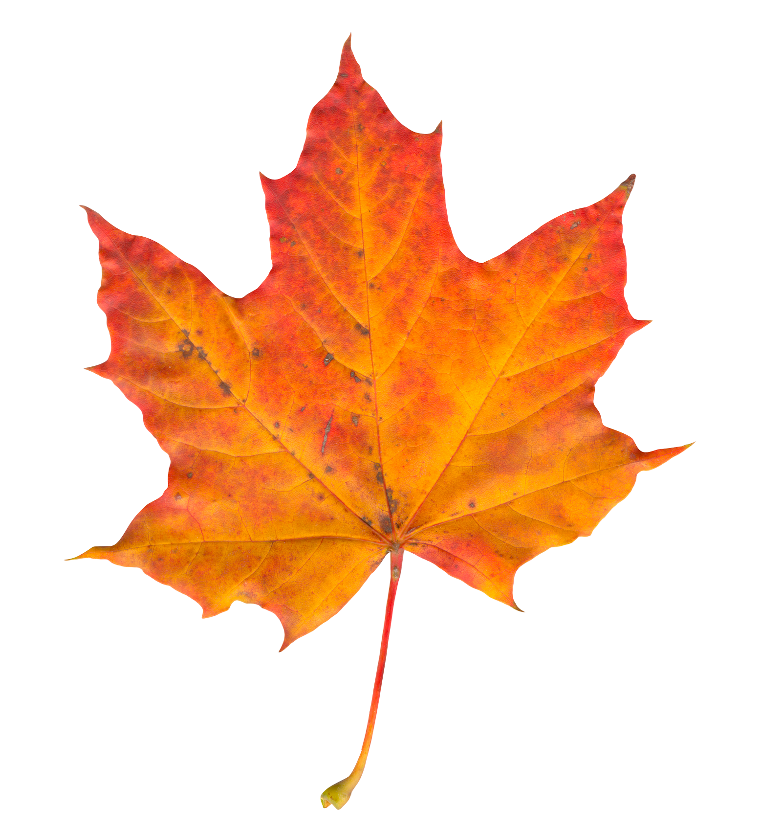 Autumn Leaf Png Transparent Image - Maple Leaf, Transparent background PNG HD thumbnail