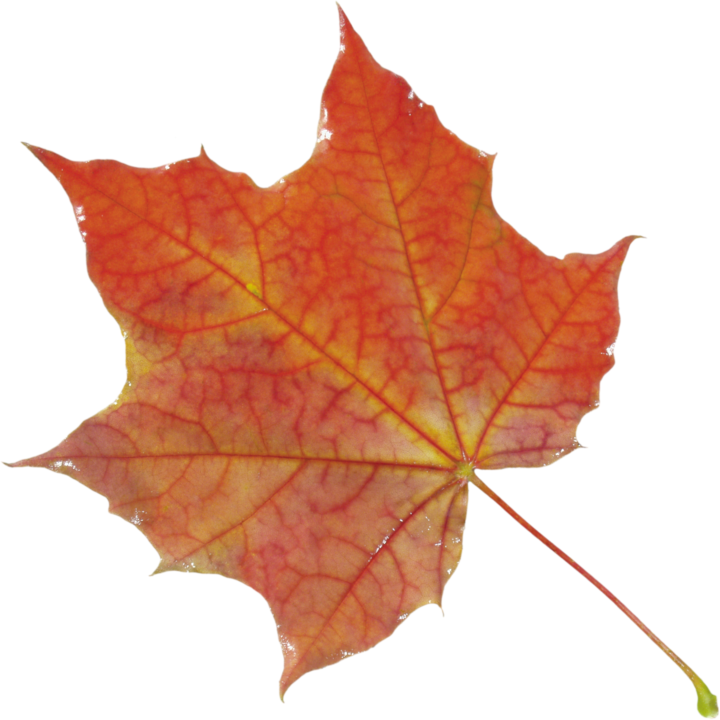 Autumn Png Leaf - Maple Leaf, Transparent background PNG HD thumbnail