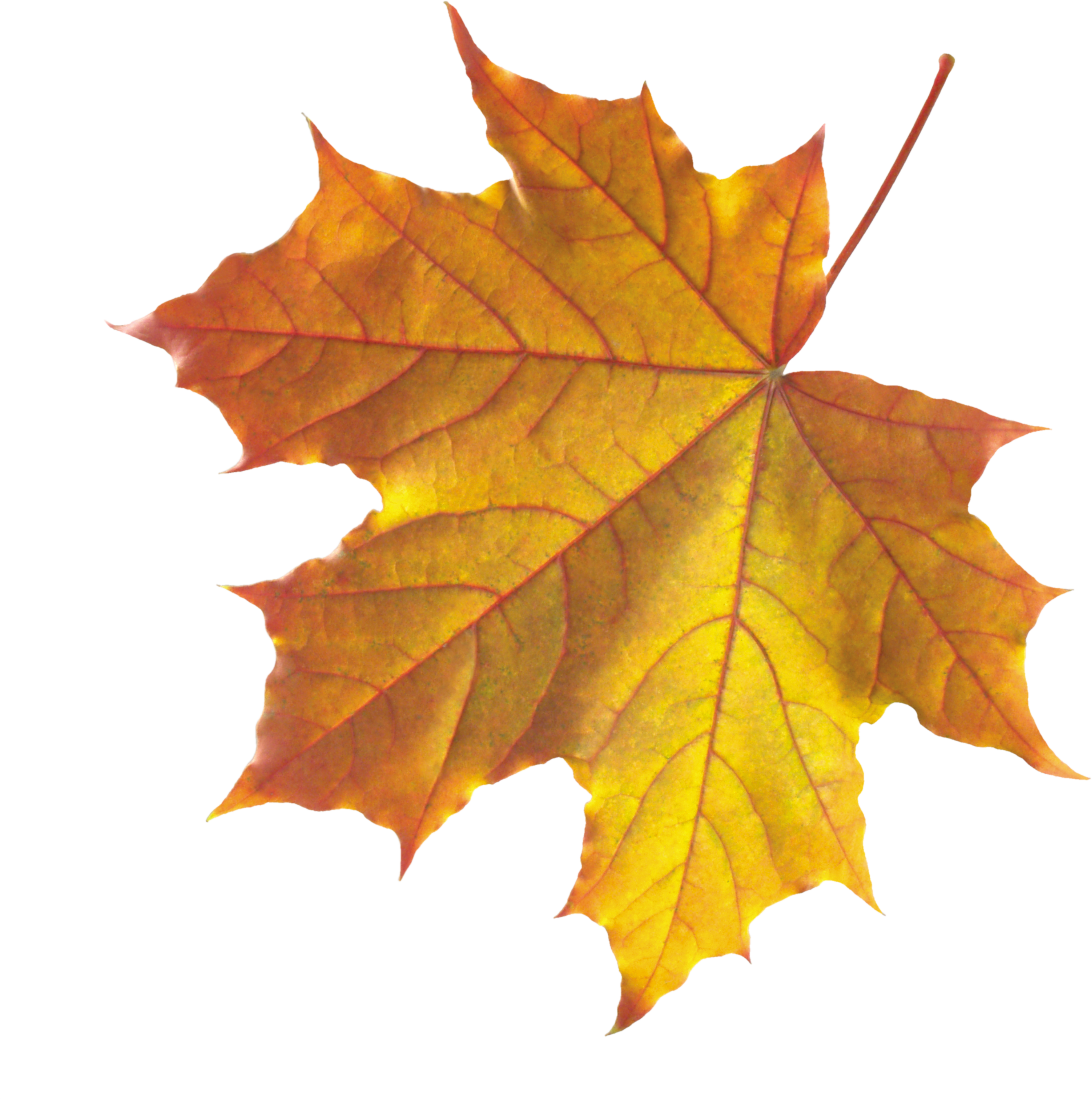 Autumn Png Leaf - Maple Leaf, Transparent background PNG HD thumbnail