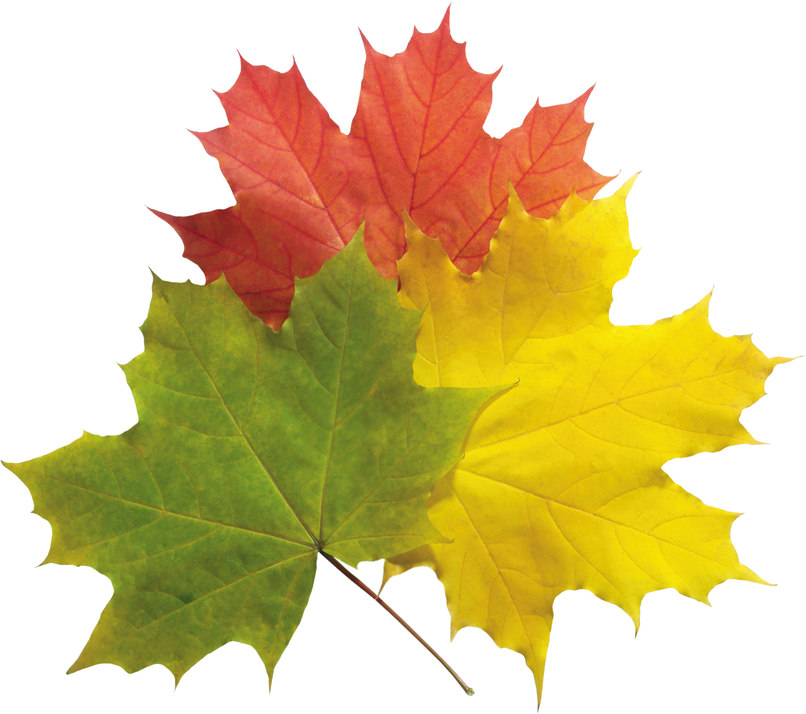 Autumn Png Leaves - Maple Leaf, Transparent background PNG HD thumbnail