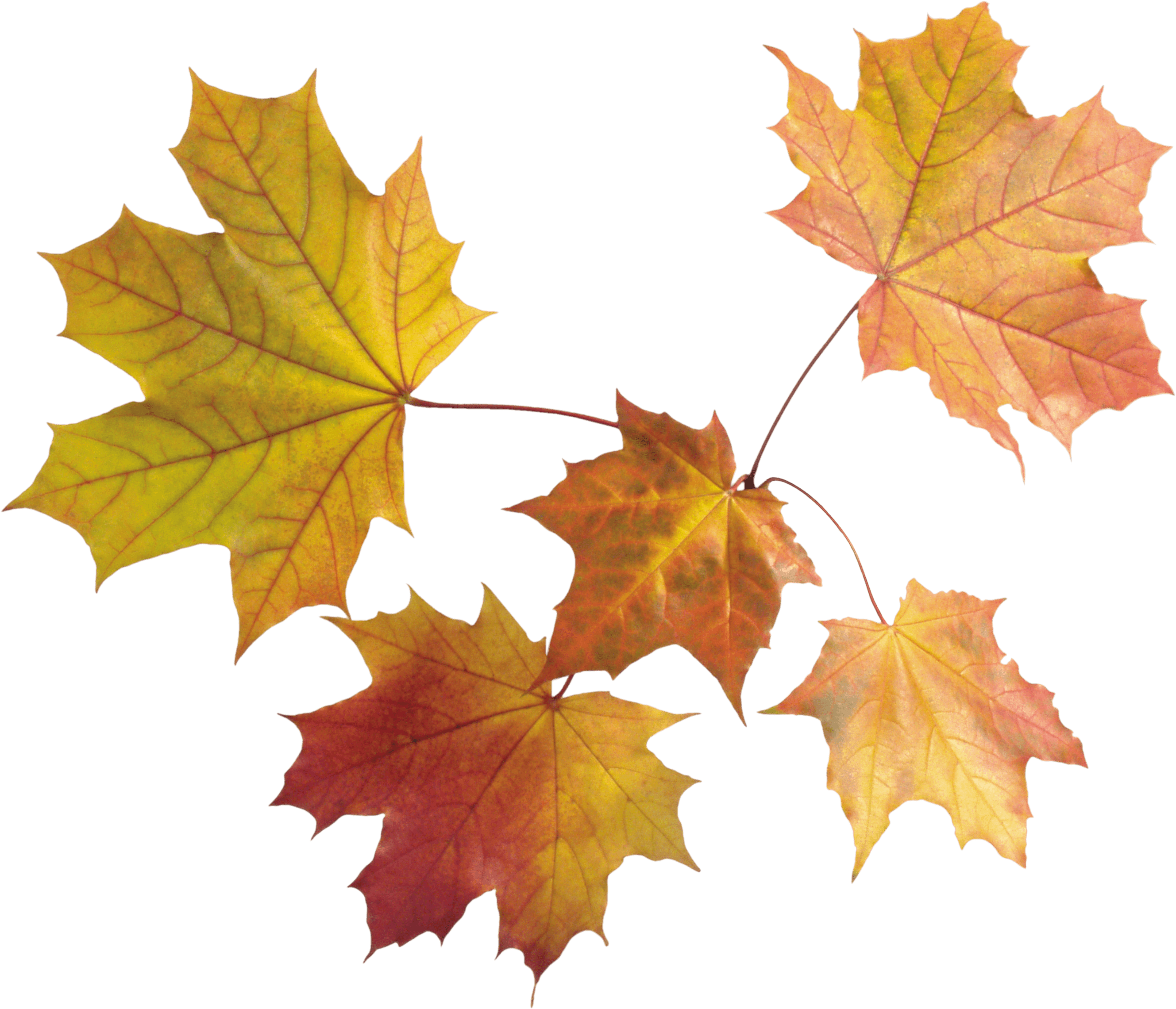 Maple Leaves Group - Maple Leaf, Transparent background PNG HD thumbnail