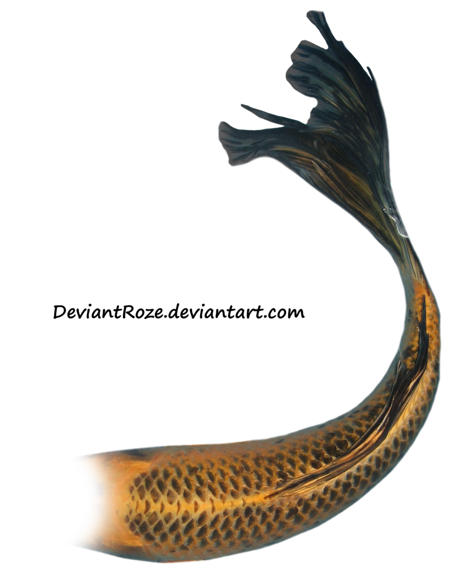 Frostbo 179 41 Mermaid Tail 08 (Orange Koi) By Deviantroze - Mermaid Tail, Transparent background PNG HD thumbnail