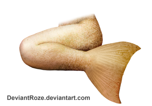Mbarnesmmd 29 2 Mermaid Tail 17 By Deviantroze - Mermaid Tail, Transparent background PNG HD thumbnail